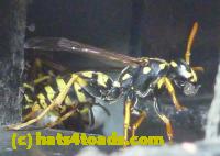 /home//u458753944/public_html/sourcegallery///////////////////Insects and small critters/ants bees and wasps (Hymenoptera)/P1080153.JPG